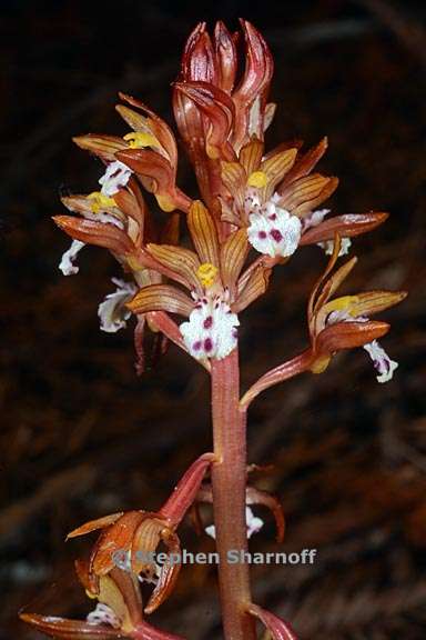 corallorhiza maculata 4 graphic